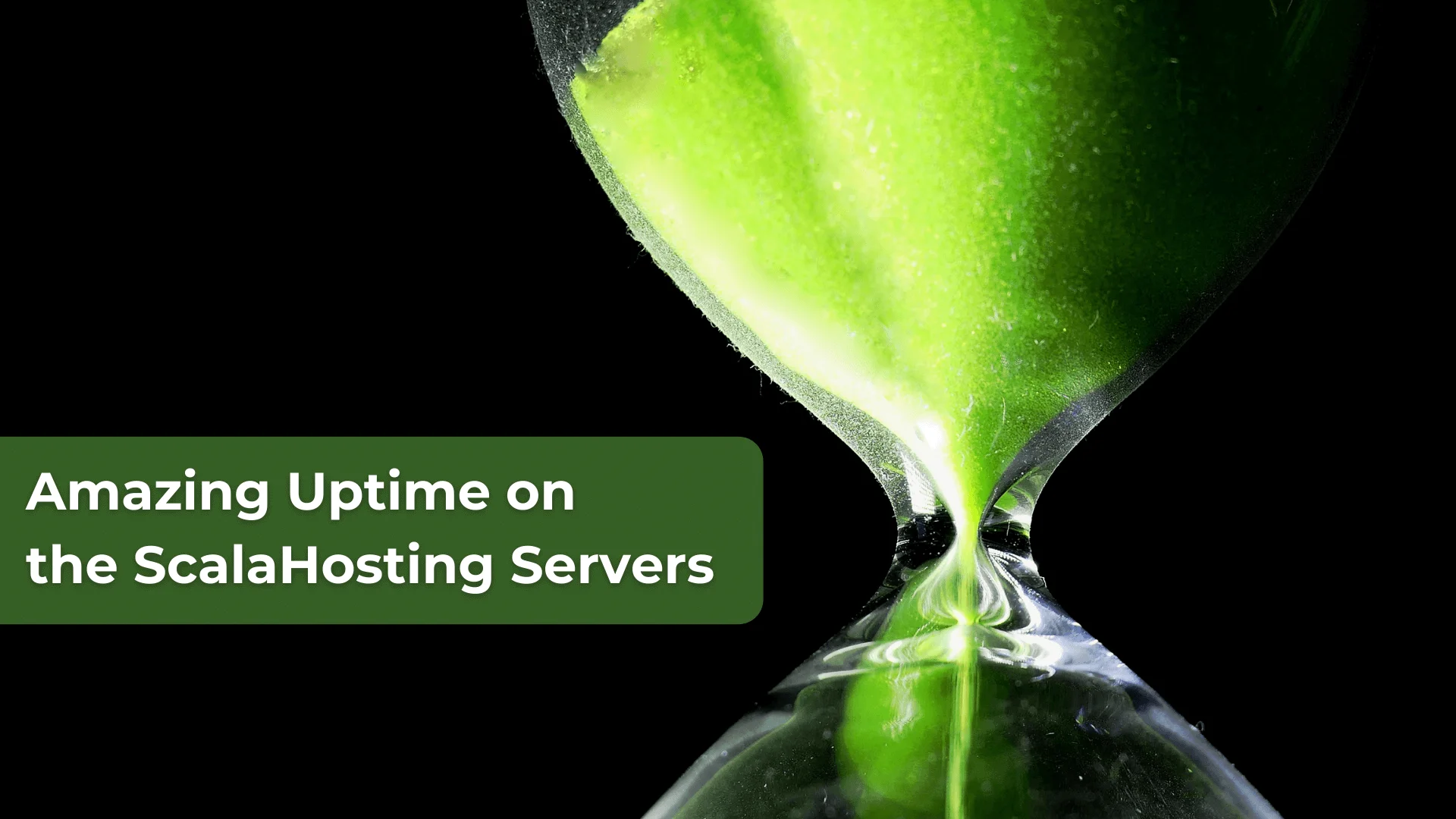 Amazing Uptime on the ScalaHosting Servers